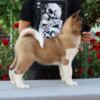 American Akita American Akita Puppies