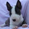 Bull Terrier (Miniature) Mini Bull Terrier – Beautiful Puppies