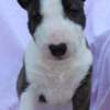 Bull Terrier (Miniature) Mini Bull Terrier – Beautiful Puppies