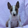 Bull Terrier (Miniature) Mini Bull Terrier – Beautiful Puppies