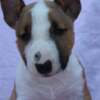 Bull Terrier (Miniature) Mini Bull Terrier – Beautiful Puppies