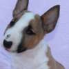 Bull Terrier (Miniature) Mini Bull Terrier – Beautiful Puppies
