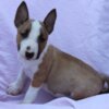 Bull Terrier (Miniature) Mini Bull Terrier – Beautiful Puppies