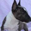 Bull Terrier (Miniature) Mini Bull Terrier – Beautiful Puppies
