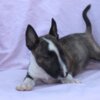 Bull Terrier (Miniature) Mini Bull Terrier – Beautiful Puppies