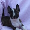 Bull Terrier (Miniature) Mini Bull Terrier – Beautiful Puppies