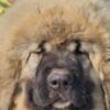 Caucasian Shepherd Dog Caucasian Shepherd, puppies