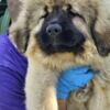 Caucasian Shepherd Dog Caucasian Shepherd, puppies
