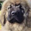 Caucasian Shepherd Dog Caucasian Shepherd, puppies