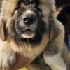 Caucasian Shepherd Dog Caucasian Shepherd, puppies