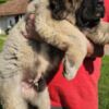 Caucasian Shepherd Dog Caucasian Shepherd, puppies
