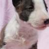 Bull Terrier (Miniature) Mini Bull Terrier Puppies