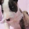 Bull Terrier (Miniature) Mini Bull Terrier Puppies