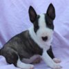 Bull Terrier (Miniature) Mini Bull Terrier Puppies