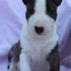 Bull Terrier (Miniature) Mini Bull Terrier Puppies