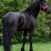 Horses Lovely black mare Friesian horse for sale.