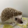 Hedgehogs Hedgehog to good home