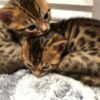 Bengal Bengal Kittens Purebred Rosetted