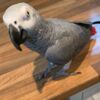 African Grey Parrot affectionate~African grey