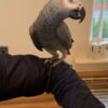 African Grey Parrot affectionate~African grey