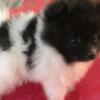 Pomeranian Gorgeous Pomeranian Puppies Available