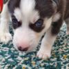 Siberian Husky Trained Husky Puppies (Boy and Girl)