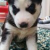 Siberian Husky Trained Husky Puppies (Boy and Girl)