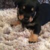 Rottweiler Purebred Rottweiler puppies German bloodline