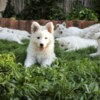 White Shepherd White Swiss Shepherd Puppies
