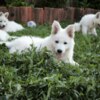 White Shepherd White Swiss Shepherd Puppies