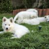 White Shepherd White Swiss Shepherd Puppies