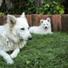 White Shepherd White Swiss Shepherd Puppies