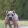 Cane Corso Cane Corso puppies for sale