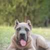 Cane Corso Cane Corso puppies for sale