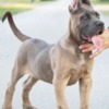 Cane Corso Cane Corso puppies for sale