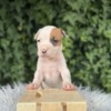 American Staffordshire Terrier American Staffordshire Terrier puppies of superior origin