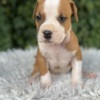 American Staffordshire Terrier American Staffordshire Terrier puppies of superior origin