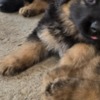 German Shepherd Dog Long-Haired German Shepherd Puppies
