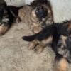 German Shepherd Dog Long-Haired German Shepherd Puppies