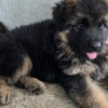 German Shepherd Dog Long-Haired German Shepherd Puppies