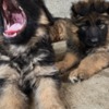 German Shepherd Dog Long-Haired German Shepherd Puppies