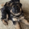 German Shepherd Dog Long-Haired German Shepherd Puppies