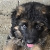 German Shepherd Dog Long-Haired German Shepherd Puppies