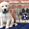 Golden Retriever Golden Retriever Puppies for Sale: Find Your Forever Friend at TriStar