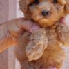 Poodle Dwarf and Toy Poodle Puppies