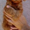 Poodle Dwarf and Toy Poodle Puppies