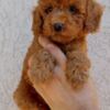 Poodle Dwarf and Toy Poodle Puppies