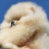Pomeranian Pomeranian Boo Puppies