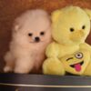 Pomeranian Pomeranian Boo Puppies