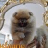 Pomeranian Pomeranian Boo Puppies